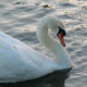 Swan